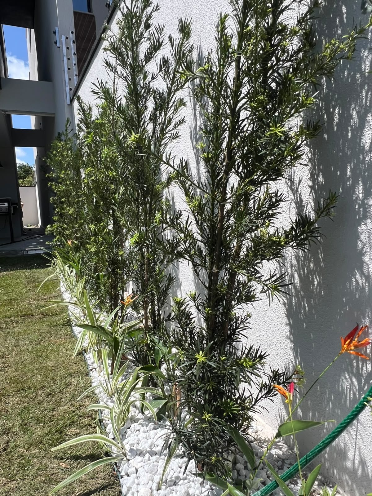 Canteiro Linear com Podocarpus & Seixos Brancos