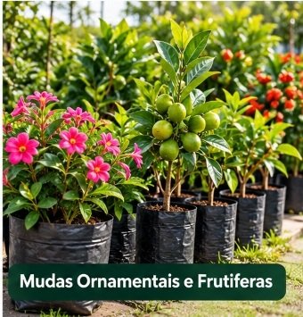 Mudas Ornamentais e Frutíferas